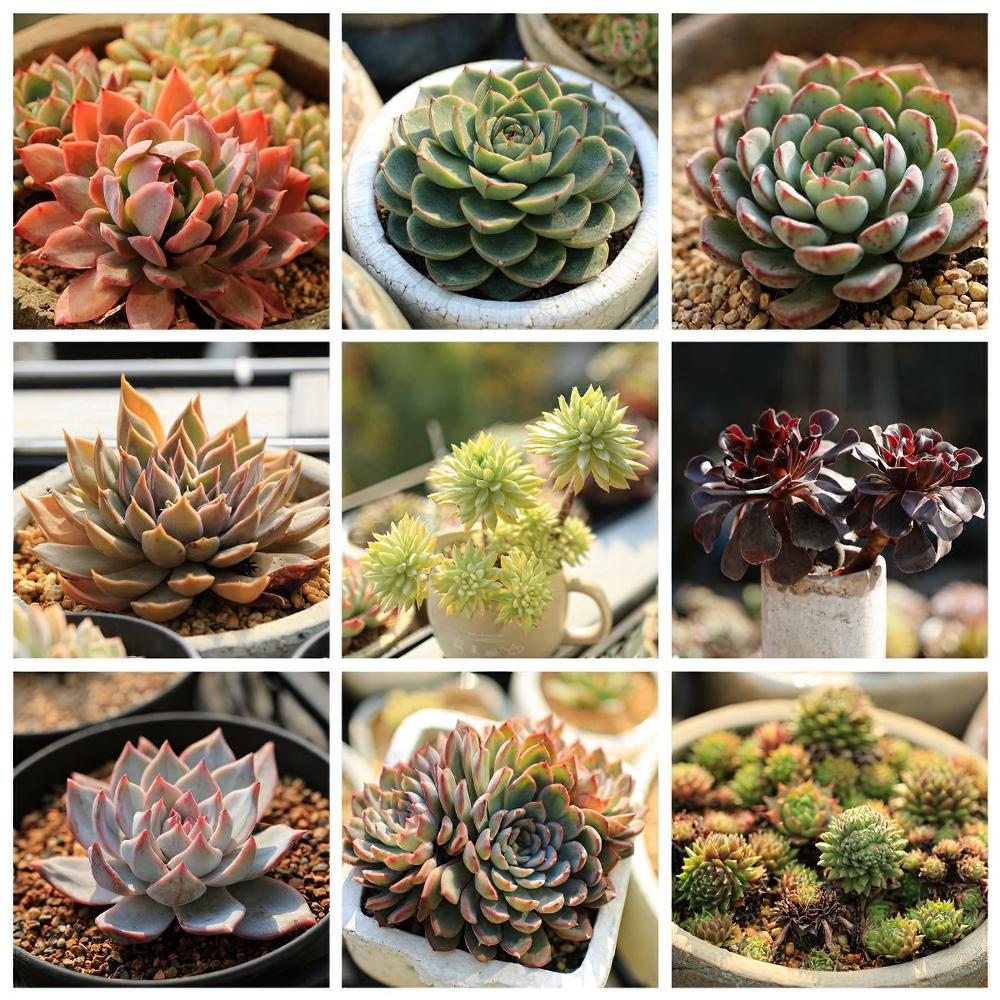 来玩多肉拼图啦！以后记得这样给多肉植物拍照才更有成就感