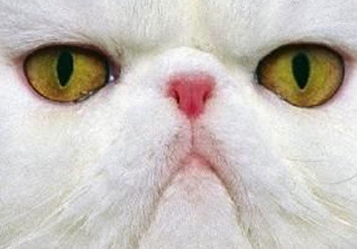 猫咪常见的眼部疾病及其治疗