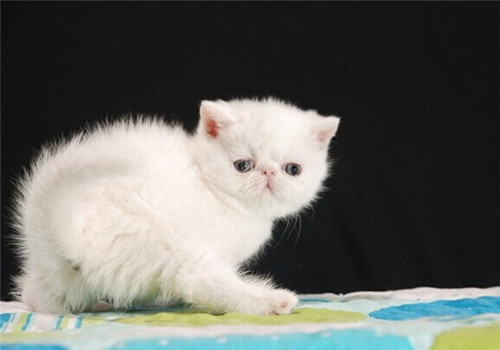 猫咪口臭的原因是什么？