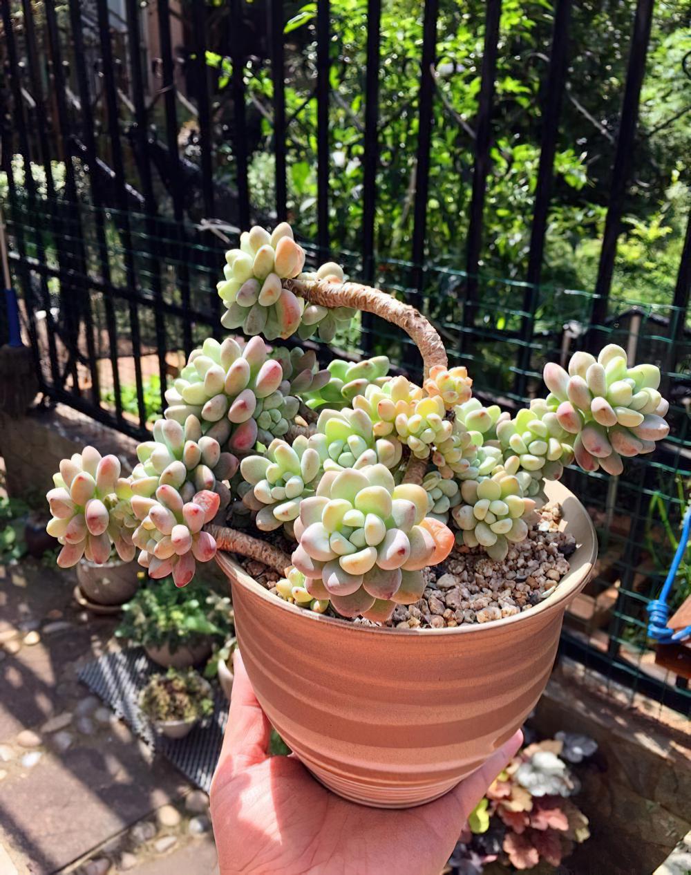瘦死的骆驼比马强！季节的变化还是让肉肉们开始悄悄变美