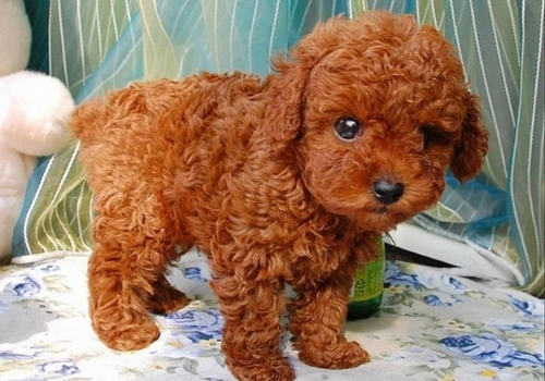 不要过度依赖狗狗 不要过度依赖狗狗