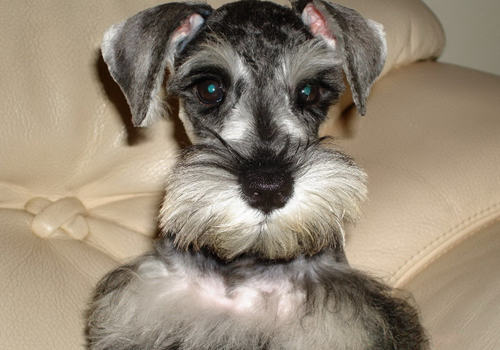 养纯种犬好还是杂交犬好