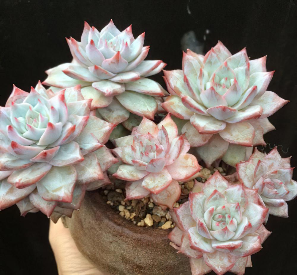 蓝鸟 Echeveria Blue brid