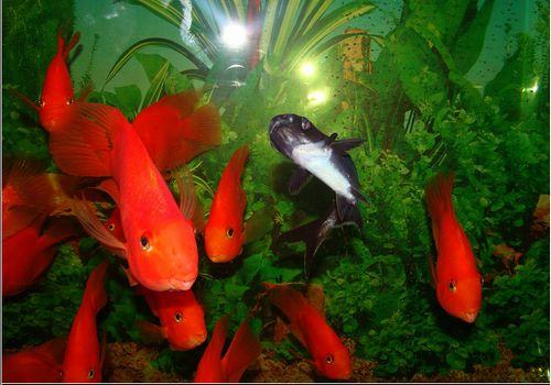 关于鹦鹉鱼的品种类型及其特征 关于鹦鹉鱼的品种类型及其特征