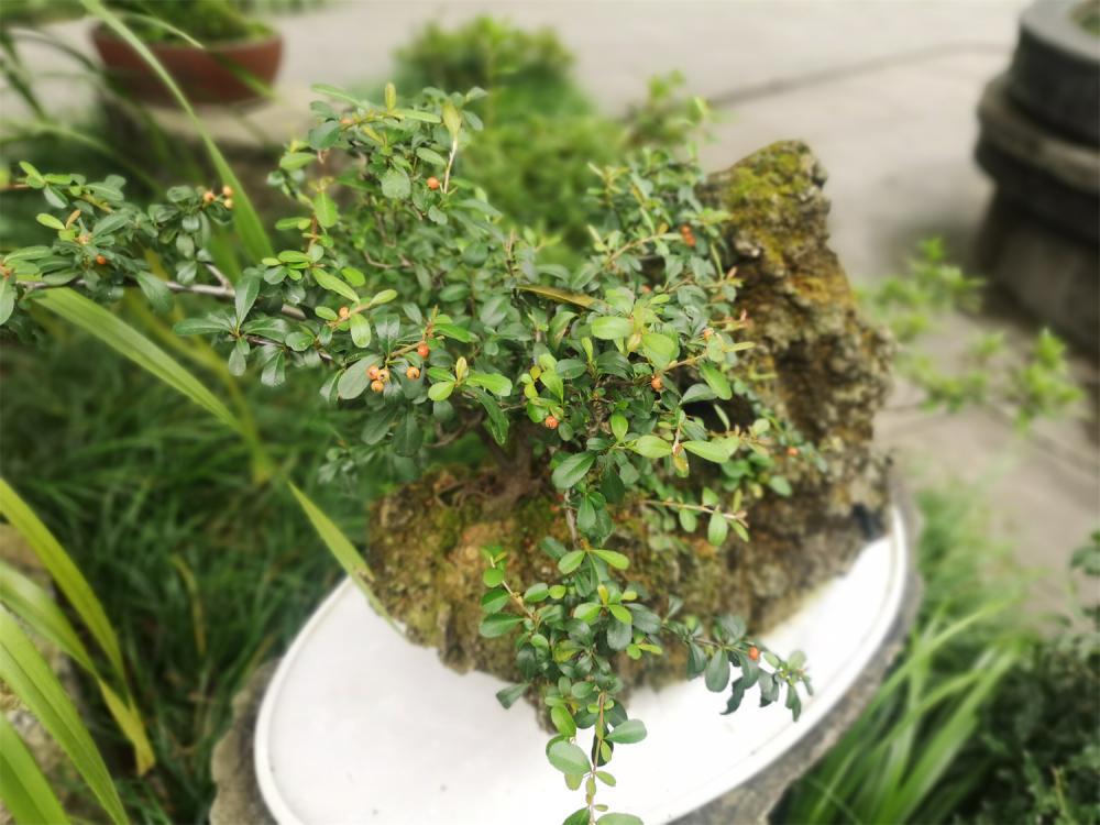 火棘盆景的养护管理
