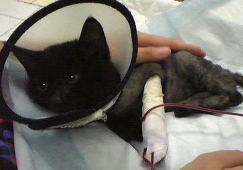 猫咪输血的常识