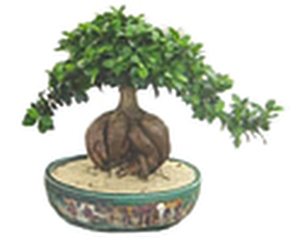怎样养好榕树