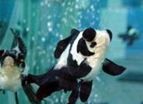 喜鹊花的饲养环境