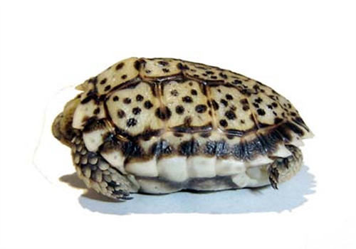 年幼的陆龟可以吃牧草吗? 年幼的陆龟可以吃牧草吗?