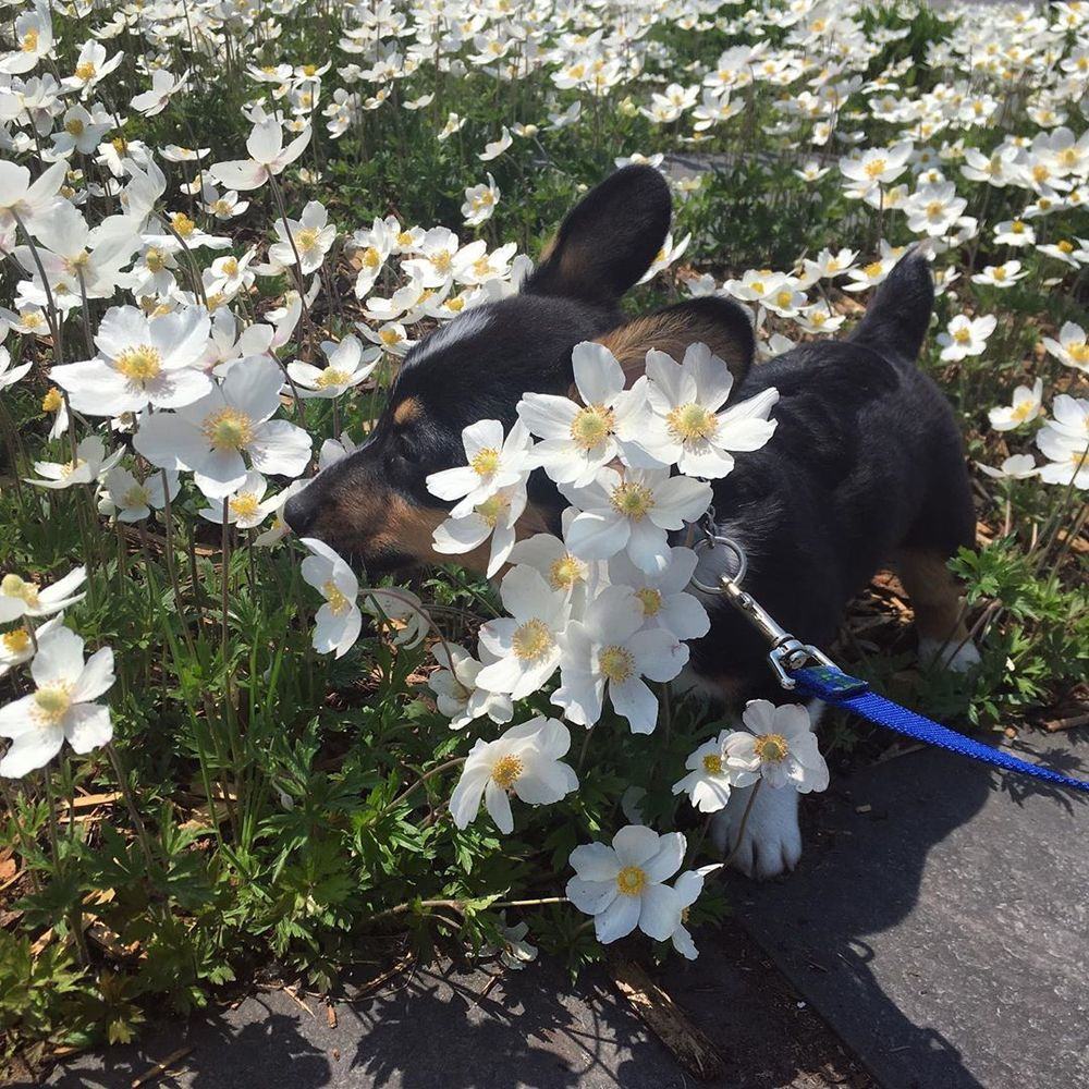 两个月小狗训练方法介绍，这样训练狗很乖