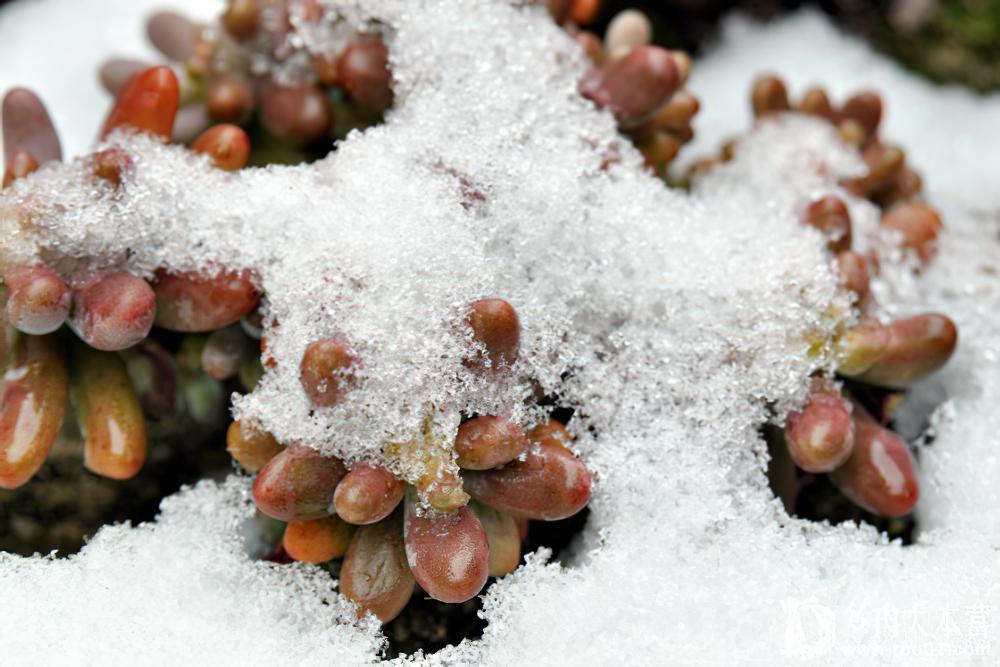 不尝试就没有收获，零℃以下的多肉植物原来竟可以这般欺霜傲雪