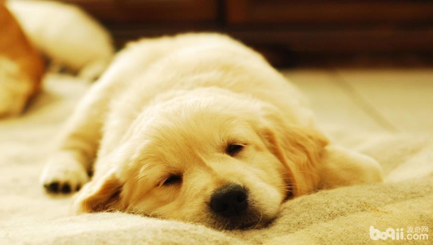 金毛缺点有哪些 细数金毛的六大缺点