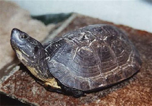 哥伦比亚泥龟的生活环境及冬眠
