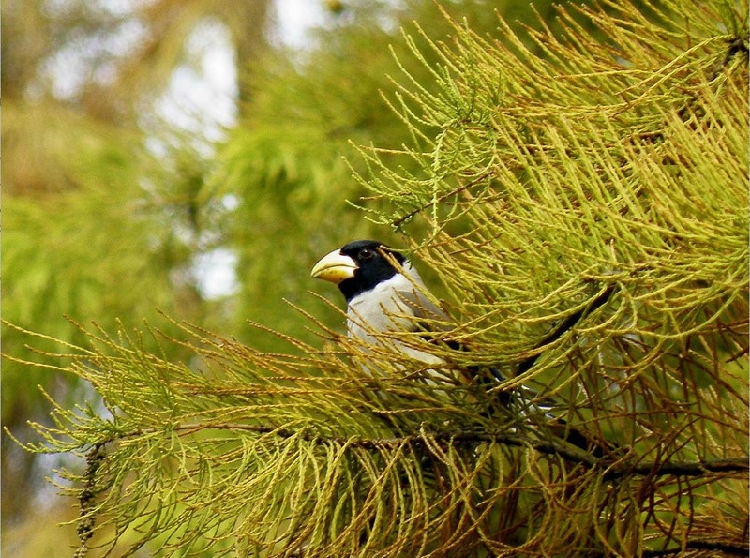 黑头蜡嘴雀的训练要点