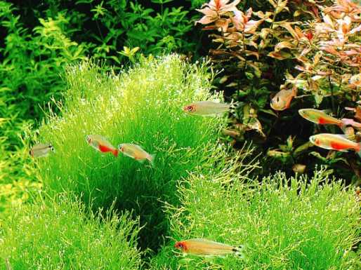 珊瑚砂的选购方法 珊瑚砂的选购方法