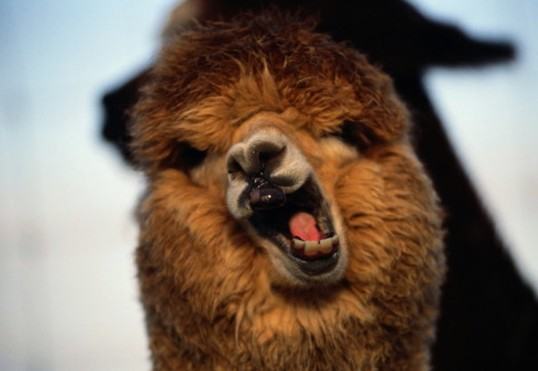 “神兽”之所以为‘神兽’——驼羊 “神兽”之所以为‘神兽’——驼羊