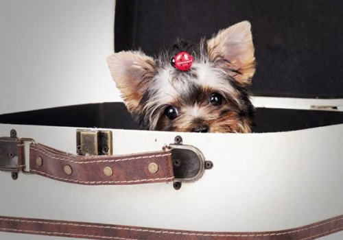 约克夏牙齿保健三要点