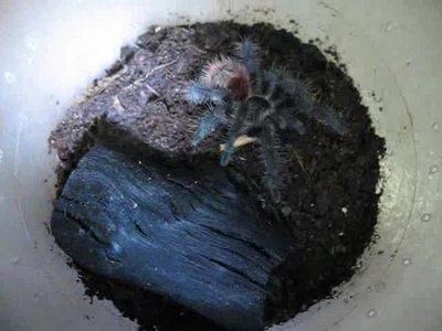 巴西红尾的饲养要点