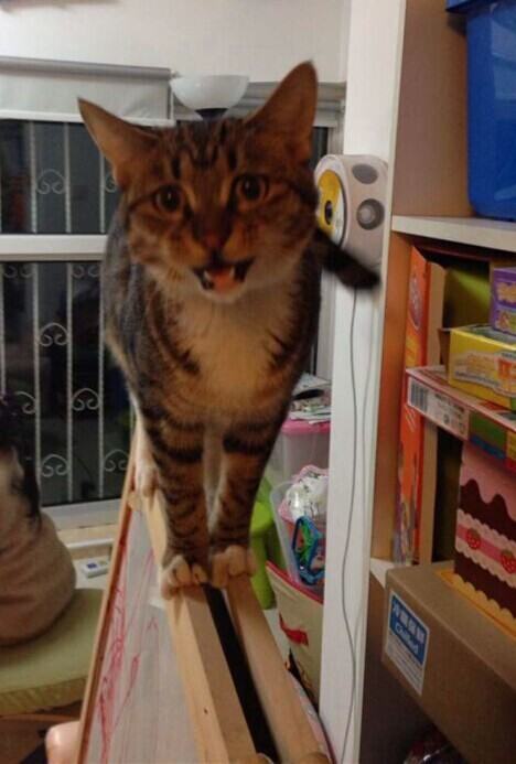 猫奴必须关注的几件事之半夜猫叫 猫奴必须关注的几件事之半夜猫叫