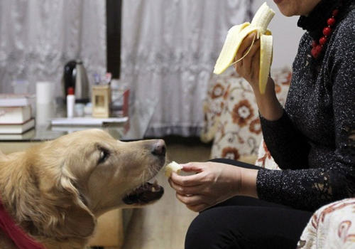 面对导盲犬要注意什么