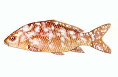 观赏鱼痘疮病的症状及治疗方法 观赏鱼痘疮病的症状及治疗方法