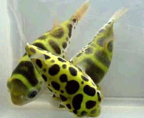 潜水艇鱼的外形特点