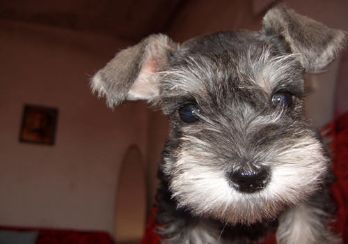 怎样观察了解雪纳瑞的心理 怎样观察了解雪纳瑞的心理