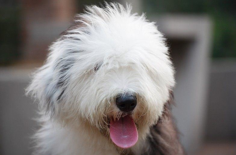 古代牧羊犬的美容护理