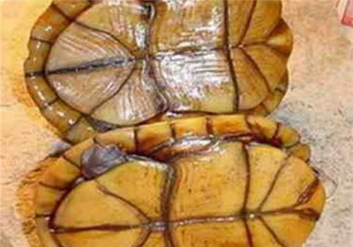褶皱泥龟的品种简介
