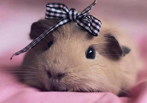 哪些行为可能会让仓鼠感到不舒服