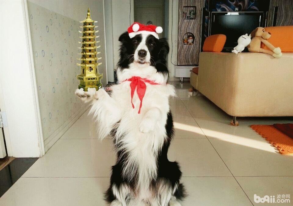 狗狗的学习能力好吗? 狗狗的学习能力好吗?