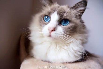 小猫太过调皮了,怎么办呢? 小猫太过调皮了,怎么办呢?