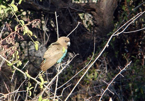 迈耶氏鹦鹉品种简介