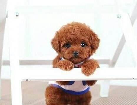 泰迪犬需要绝育吗