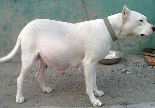 你知道杜高犬的起源吗？