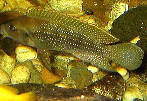 珍珠雀的品种简介 珍珠雀的品种简介