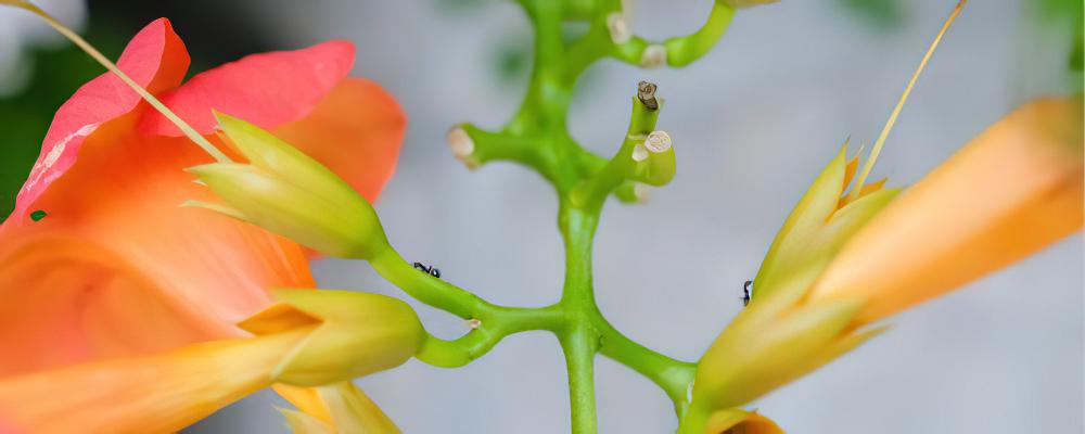 凌霄花