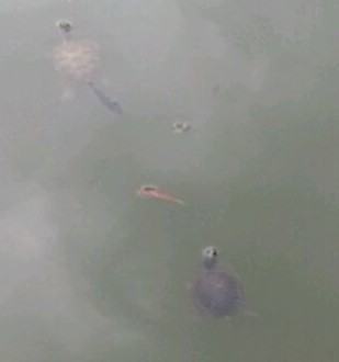 宠物龟的应激综合征
