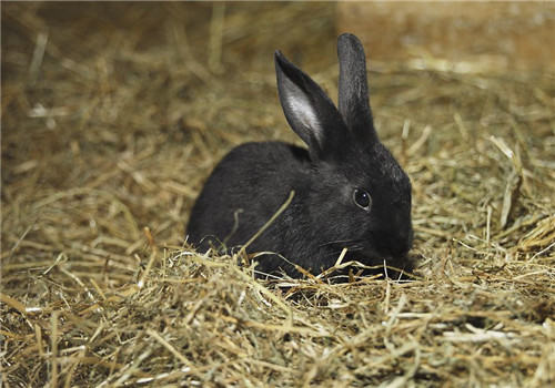 制作兔兔饲料的常用原料