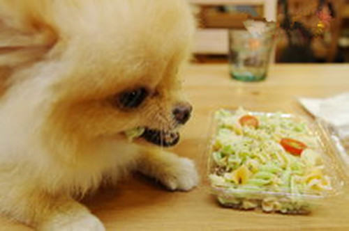 【测试】桌子测试法帮狗测智商 【测试】桌子测试法帮狗测智商