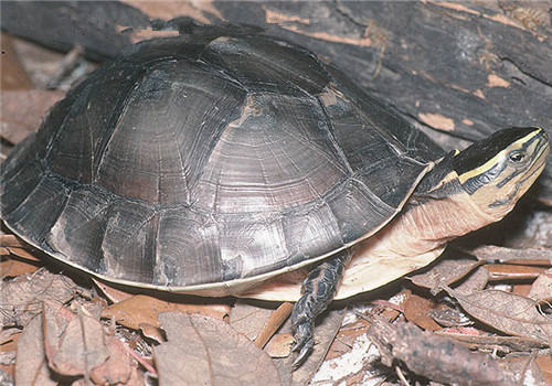 七种闭壳龟的鉴别方法