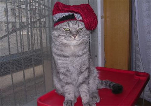 【测试】用袜子测试猫咪的智商