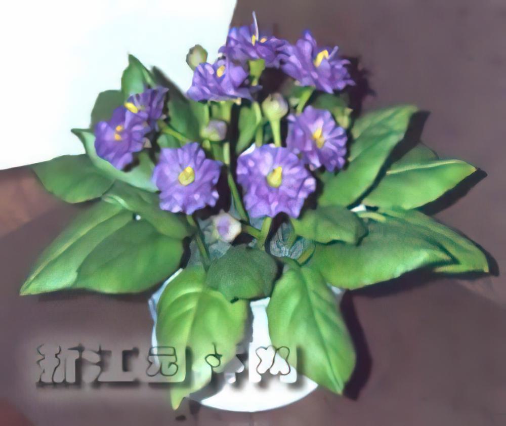 切花紫罗兰的栽种培养与管理（图）