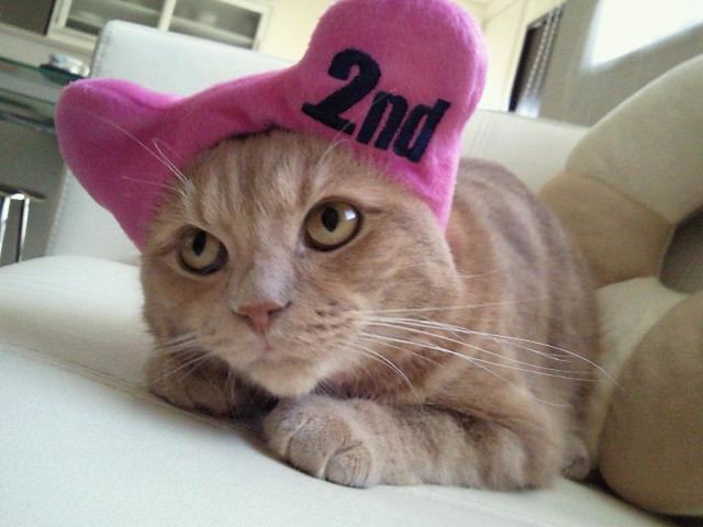 饲养宠物猫所讲究的风水