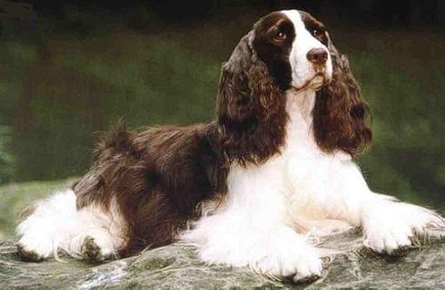 史宾格犬聪明吗？史宾格犬智商