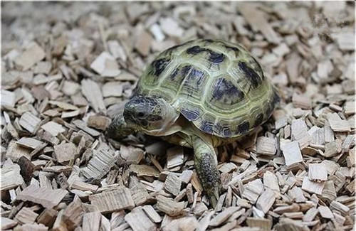养龟初学者的入门品种