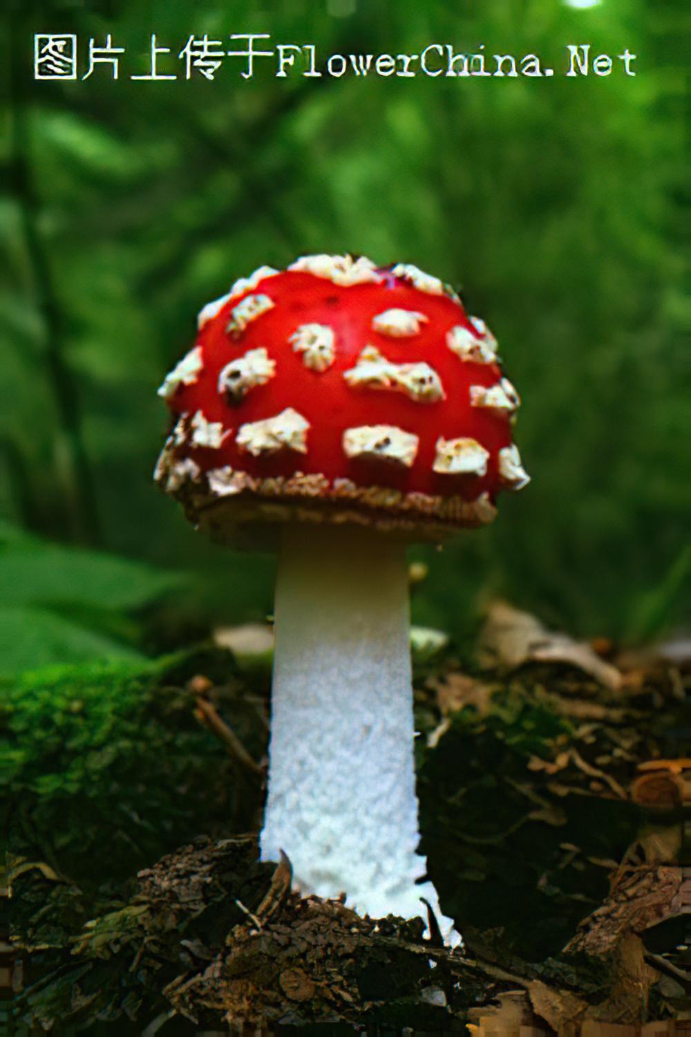 知道怎样准确识别毒蘑菇吗