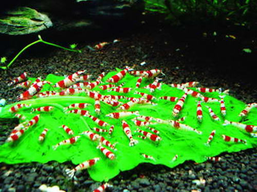 水族箱厌氧菌的培养方法