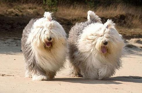 古代牧羊犬呕吐怎么处理？