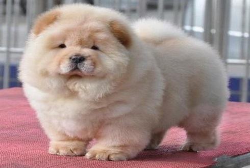 狗可以活多久？松狮犬寿命